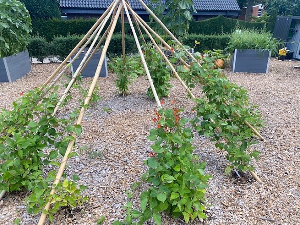 Bohnenzelt und im Hintergrund sind Hochbeete