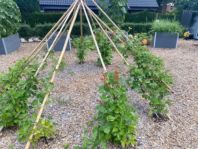 Bohnenzelt und im Hintergrund sind Hochbeete
